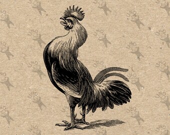Thatcher cock crows at dawn but hen lays egg photo 724
